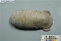 藏品(大王具足蟲)的圖片